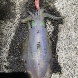 2025 佐渡ヶ島エギング Vol.19【9月27日】