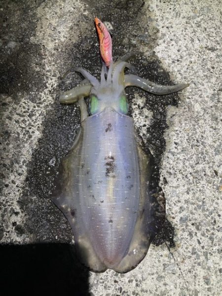 2025 佐渡ヶ島エギング Vol.19【9月27日】