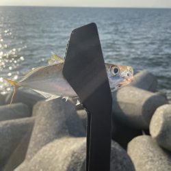 貝塚人工島、太刀魚調査