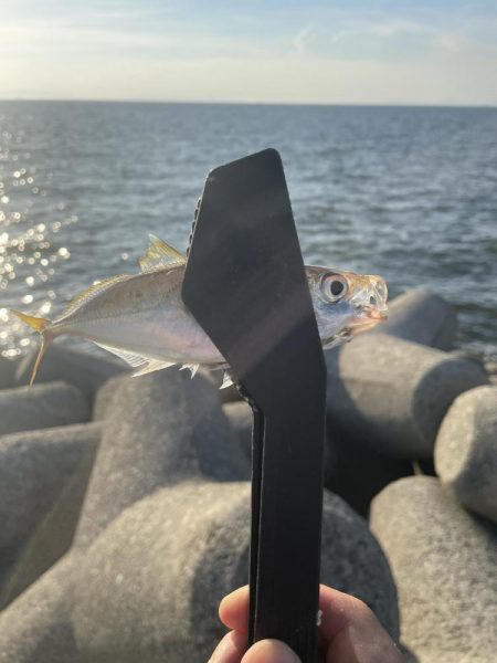 貝塚人工島、太刀魚調査