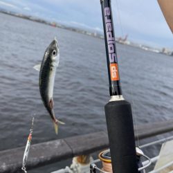 シーサイドコスモ調査