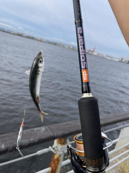 シーサイドコスモ調査