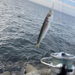 太刀魚・サゴシ調査