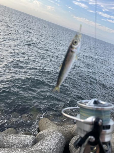 太刀魚・サゴシ調査