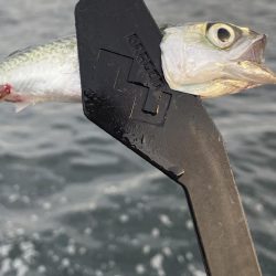 サゴシ調査も鯵のみ