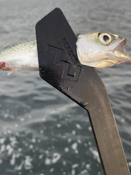 サゴシ調査も鯵のみ