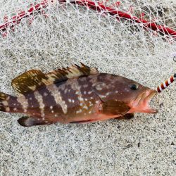 アオハタ自己新