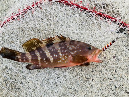 アオハタ自己新