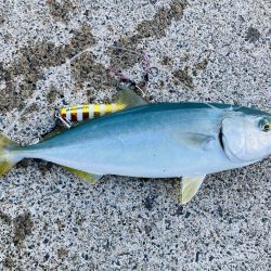 久しぶりの青物ファイト