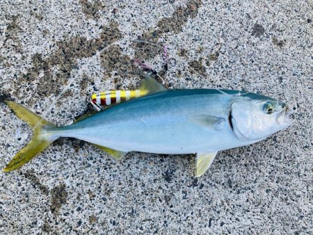 久しぶりの青物ファイト