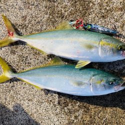 ジグで五目達成