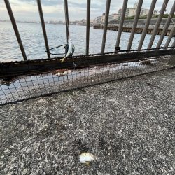 アジしか勝たん②