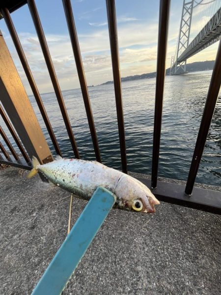 三連休前‥‥魚より人多い