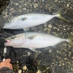 朝マヅメ　ヤズ