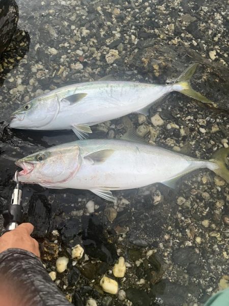 朝マヅメ　ヤズ