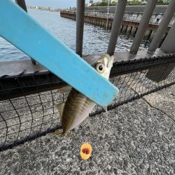 アジ好調!人多め