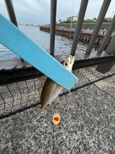 アジ好調！人多め