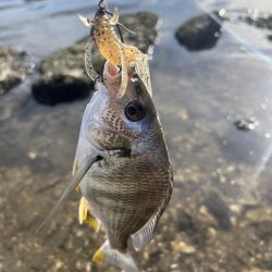 海田河口で黒鯛