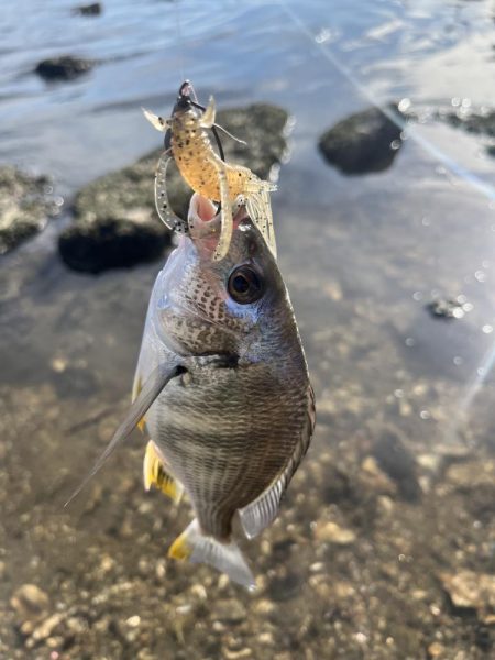 海田河口で黒鯛