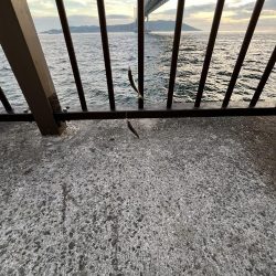 アジしか勝たん