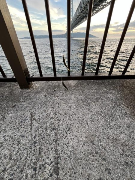 アジしか勝たん