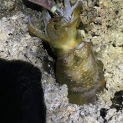 2025 佐渡ヶ島エギング Vol.3【9月5日】