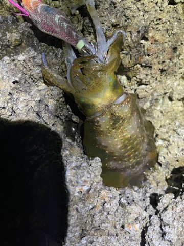 2025 佐渡ヶ島エギング Vol.3【9月5日】