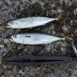 アジを狙ったがサバばかり