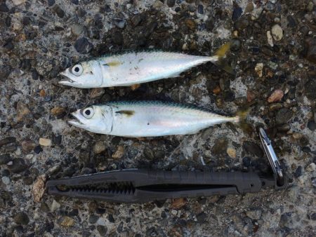 アジを狙ったがサバばかり