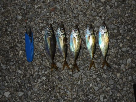 小アジ　夕暮れに入れ食い