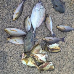 和歌山大引の磯でフカセ釣り