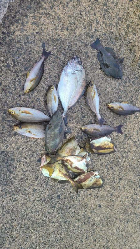 和歌山大引の磯でフカセ釣り