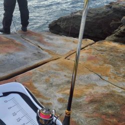 和歌山市江（吉丸渡船）でグレ釣り