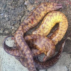 和歌山市江（吉丸渡船）で磯夜釣り