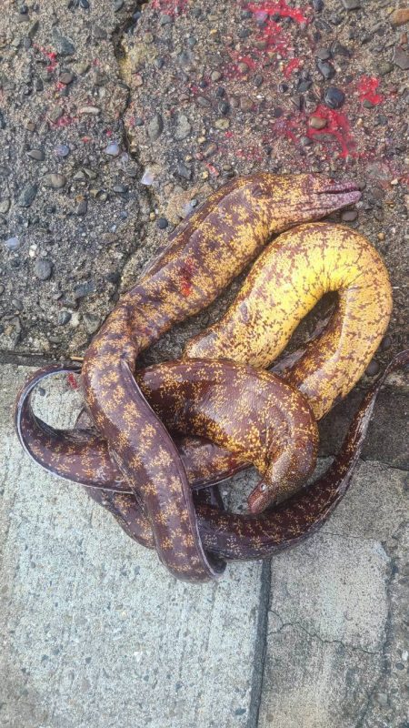 和歌山市江（吉丸渡船）で磯夜釣り