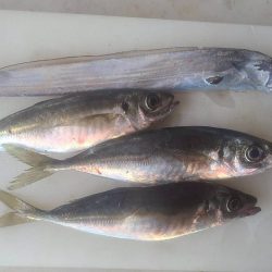 和歌山県市江でアカイカ釣り