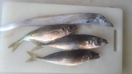 和歌山県市江でアカイカ釣り