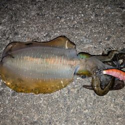 9月にしては大きめ