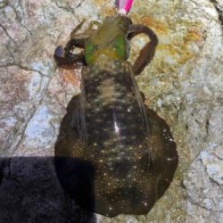 2025 佐渡ヶ島エギング Vol.4【9月6日】