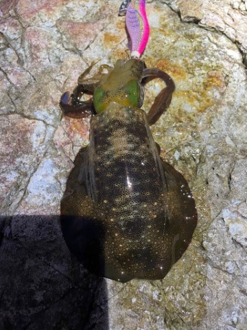 2025 佐渡ヶ島エギング Vol.4【9月6日】