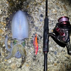 秋🦑連日釣行😊