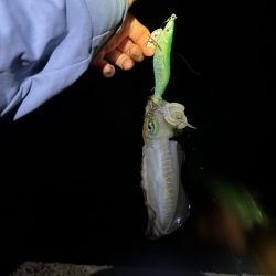 【舞鶴エリア】秋イカ探し