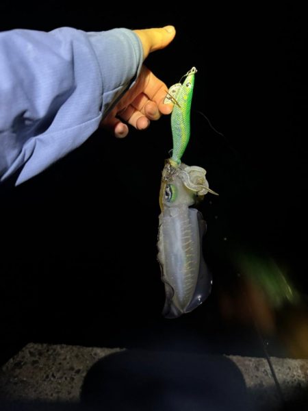 【舞鶴エリア】秋イカ探し