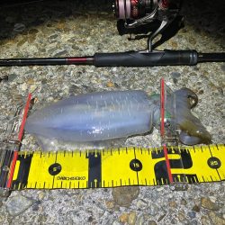 秋🦑釣れました😊