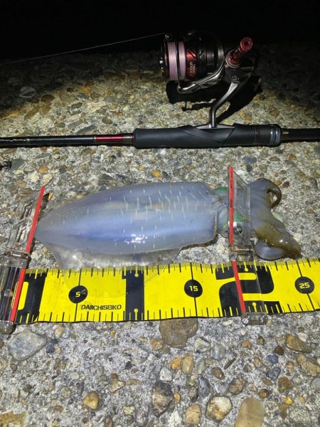 秋🦑釣れました😊