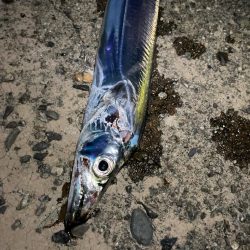 サヨリのちタチウオ