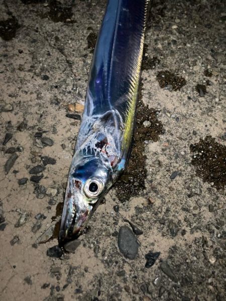 サヨリのちタチウオ