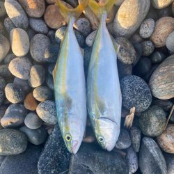 アオリとツバイソ