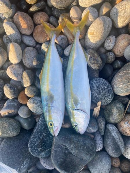 アオリとツバイソ