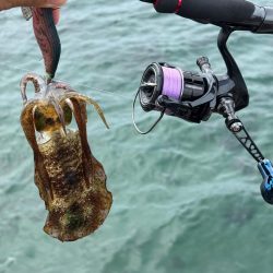 初場所エギング